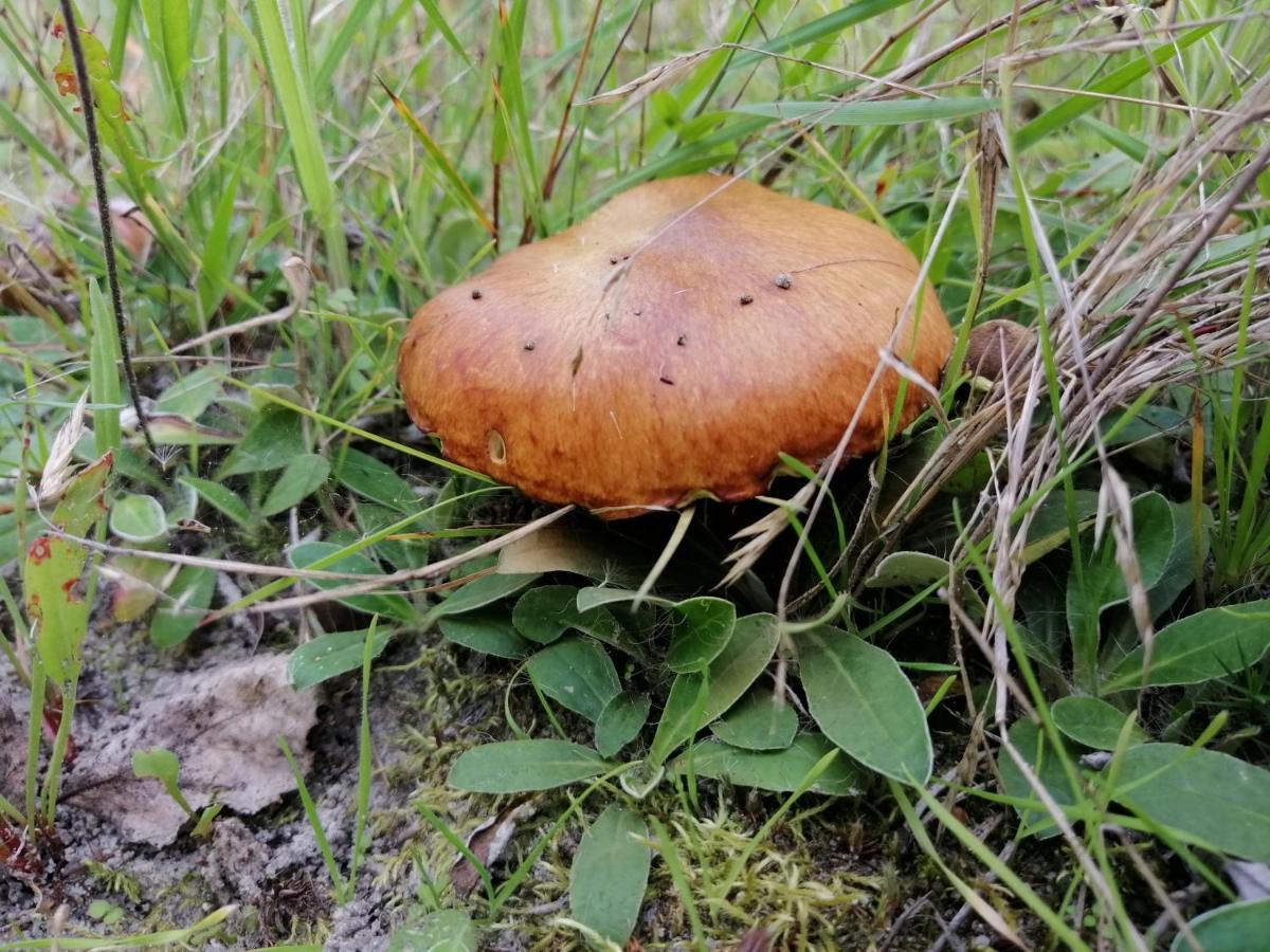 Agroturystyka Pod Dobrymi Skrzydlami Wiski エクステリア 写真
